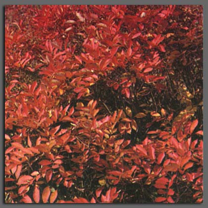 Poison Sumac